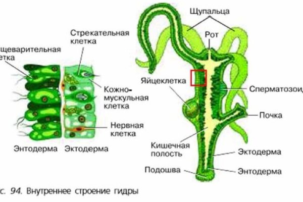 Картинка кракен маркетплейс